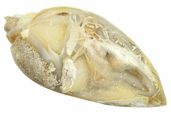 Chalcedony Replaced Gastropod With Sparkly Quartz - India #269823